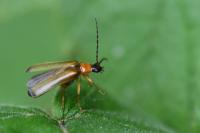 Rhagonycha lutea