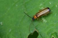 Rhagonycha lutea