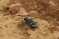 Cicindela hybrida