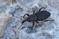Mitoplinthus caliginosus