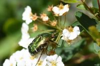 Cetonia aurata