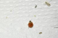 Harmonia axyridis