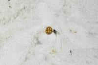 Calvia decemguttata