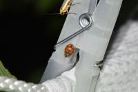 Harmonia quadripunctata