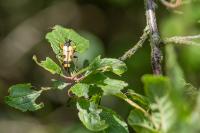 Rutpela maculata