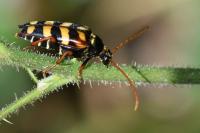 Leptura aurulenta