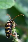 Leptura aurulenta