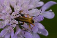 Oedemera podagrariae