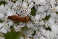 Oedemera podagrariae