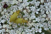Cteniopus sulphureus