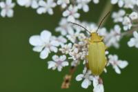 Cteniopus sulphureus