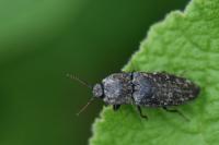 Agrypnus murinus