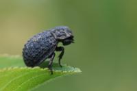 Trox perlatus