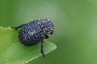 Trox perlatus