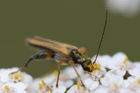 Oedemera podagrariae