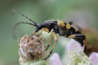 Rutpela maculata