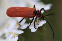 Lygistopterus sanguineus