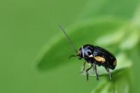 Cryptocephalus moraei