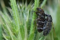 Rhinocyllus conicus