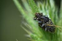 Rhinocyllus conicus