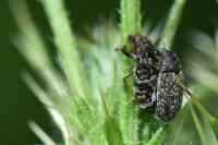 Rhinocyllus conicus