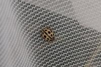 Tytthaspis sedecimpunctata