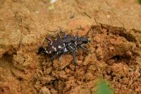 Cicindela hybrida