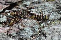 Plagionotus detritus