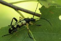 Rutpela maculata