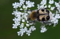 Trichius