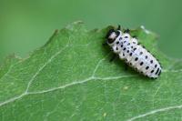 Chrysomela populi