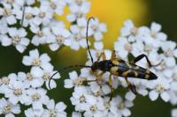 Rutpela maculata