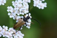 Stictoleptura rubra
