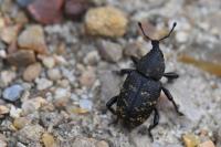 Hylobius abietis