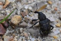 Hylobius abietis