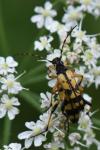 Rutpela maculata