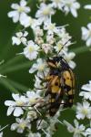 Rutpela maculata