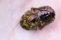 Cetonia aurata