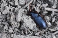 Ophonus ardosiacus