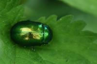 Chrysolina herbacea