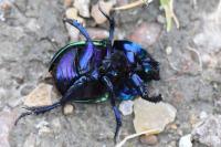 Trypocopris vernalis