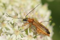 Oedemera podagrariae
