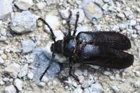 Prionus coriarius