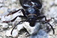 Prionus coriarius