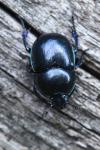 Trypocopris