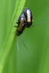 Calomicrus circumfusus