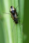 Calomicrus circumfusus