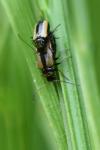 Calomicrus circumfusus