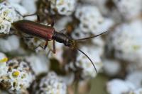 Chrysanthia geniculata