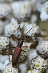 Chrysanthia geniculata